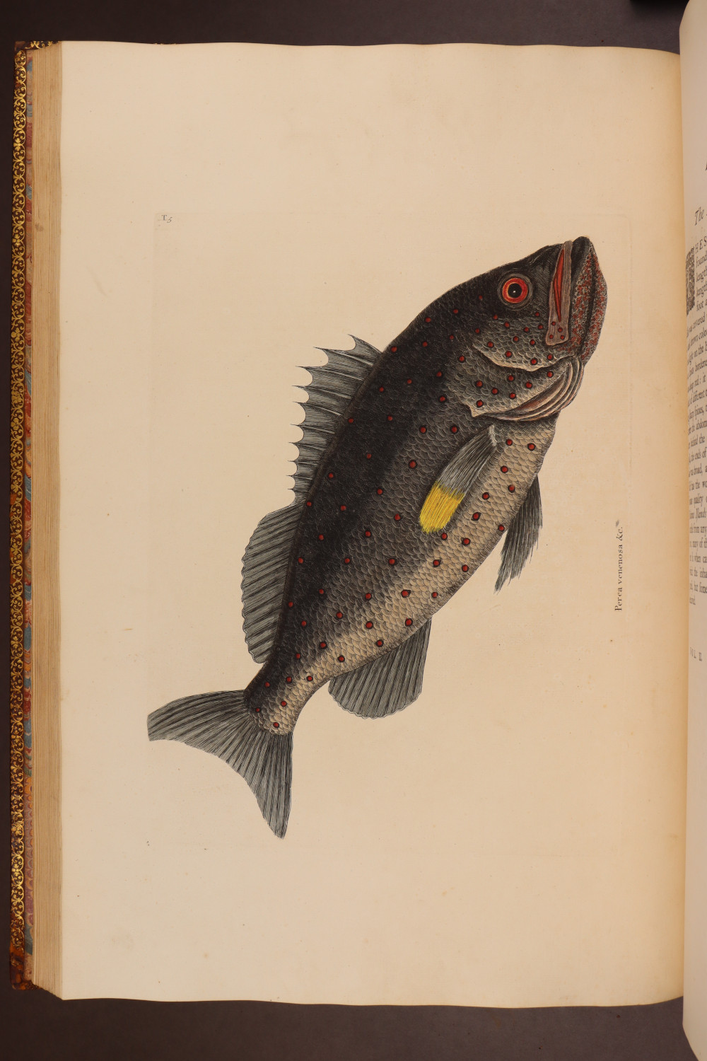 Plate 5